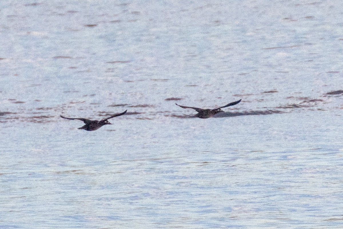 White-winged Scoter - Randy Ehler