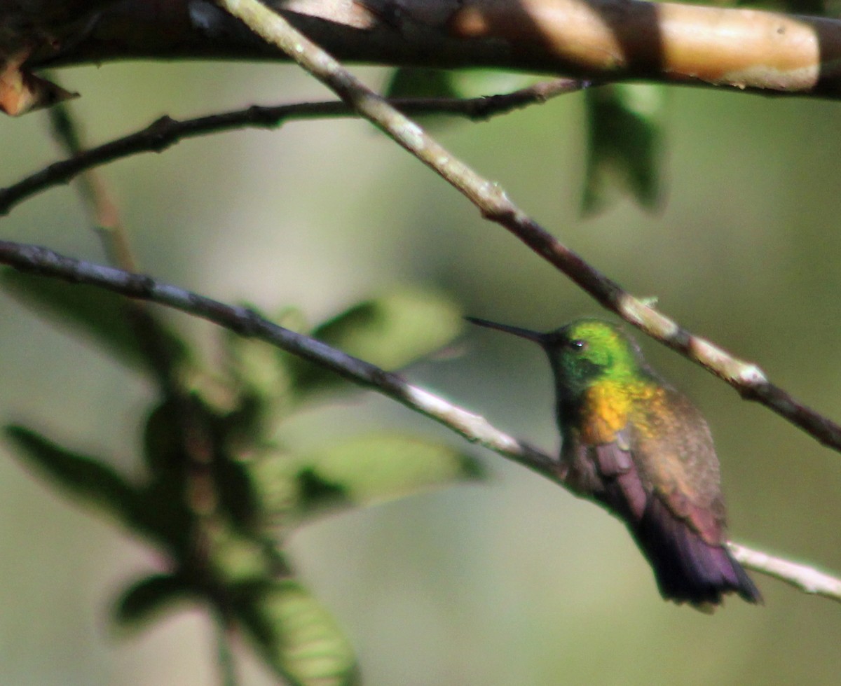 Snowy-bellied Hummingbird - ML185564411