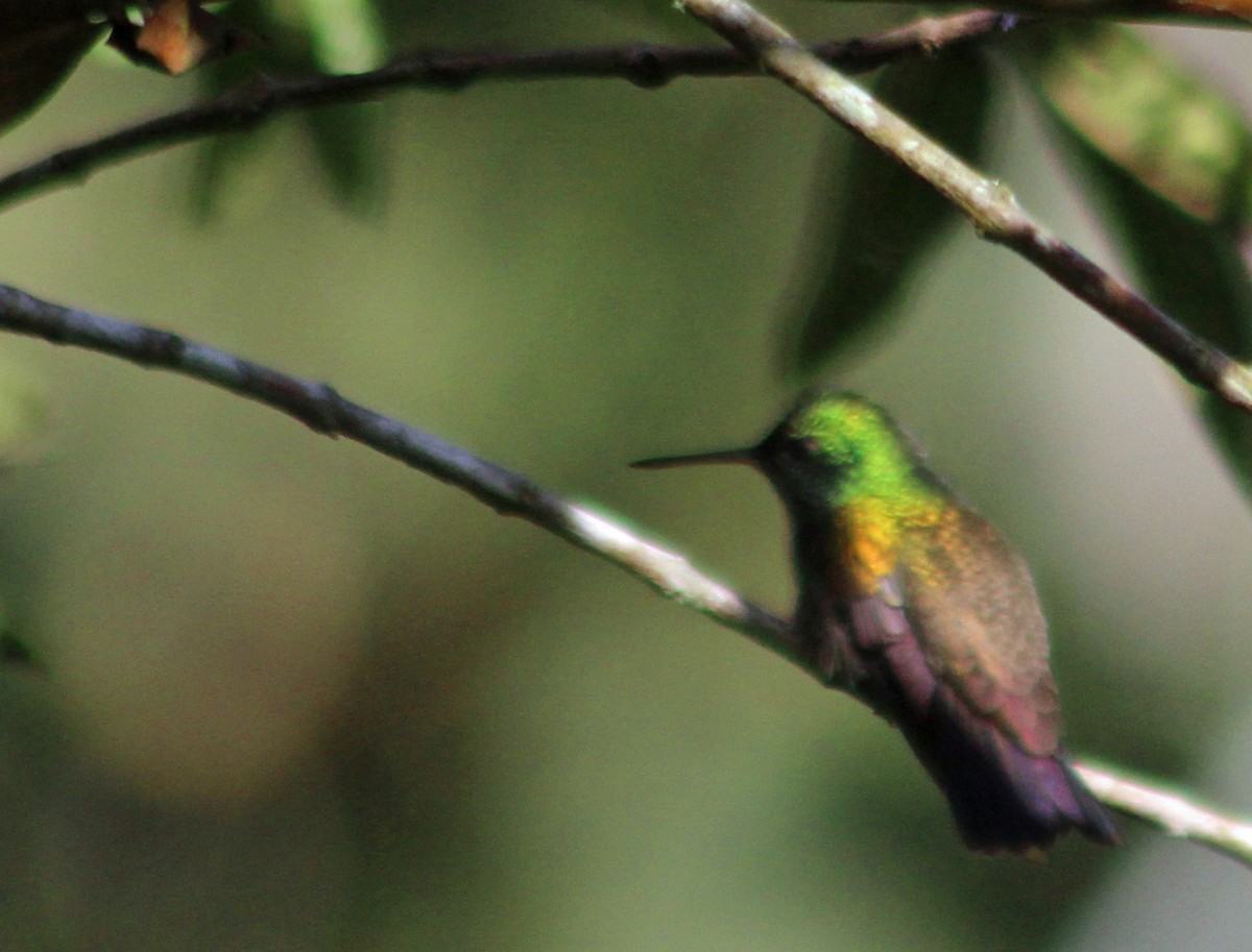 Snowy-bellied Hummingbird - ML185564421