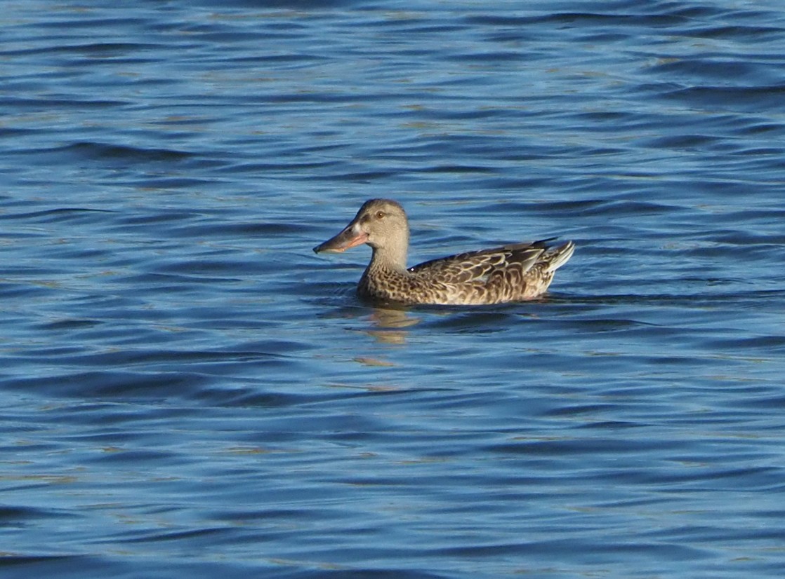 Northern Shoveler - ML185564591