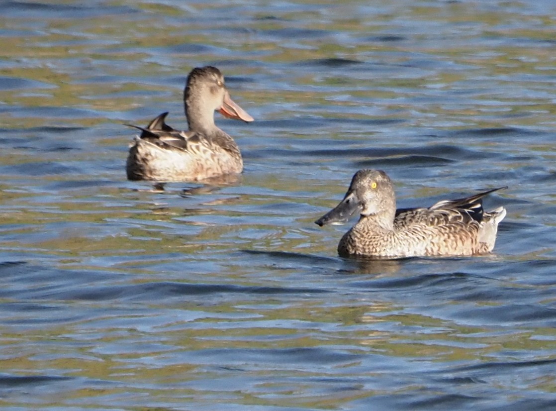 Northern Shoveler - ML185564601