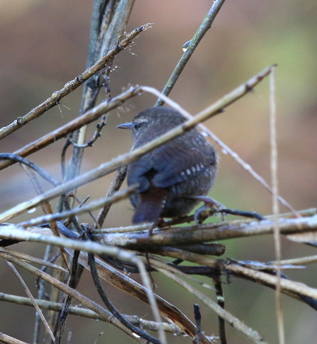 Winter Wren - ML185564861