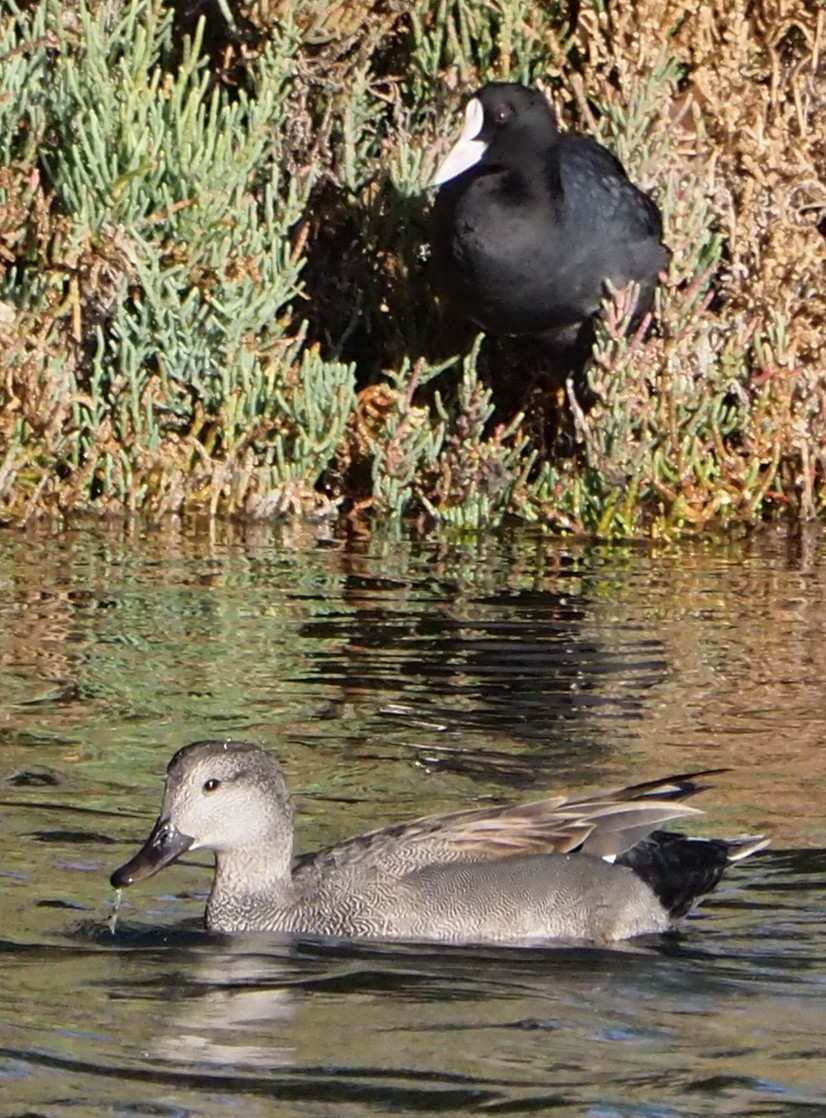 Gadwall - ML185565081