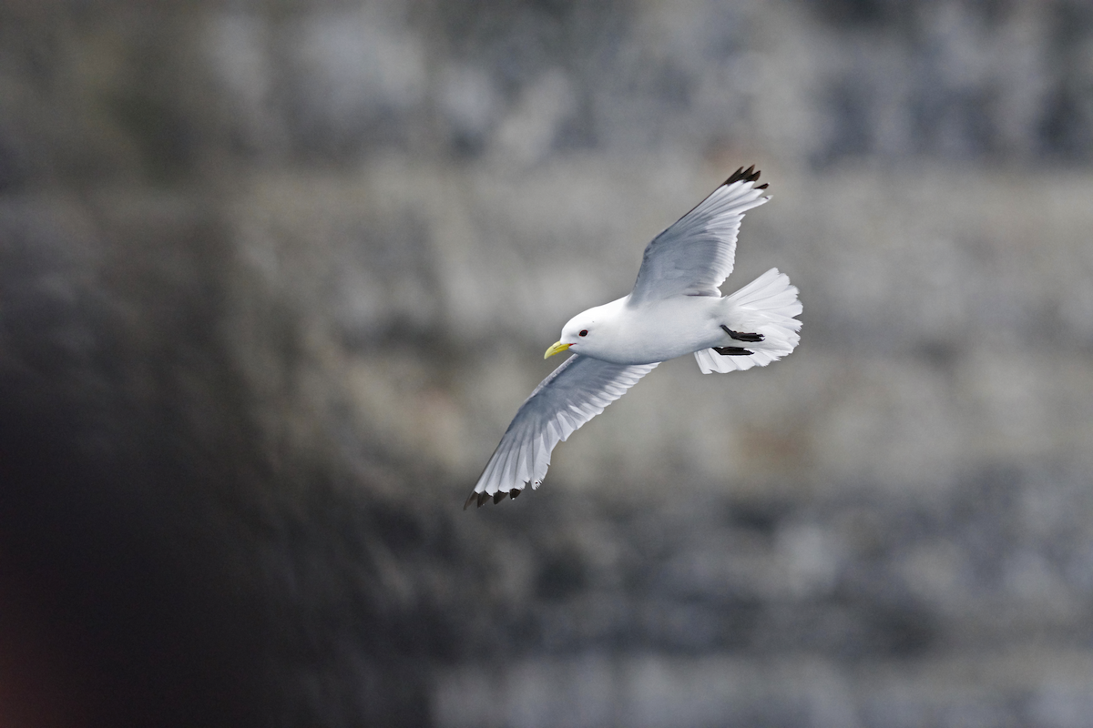 Black-legged Kittiwake - Justin Peter