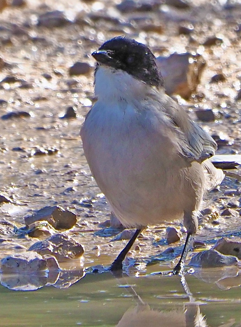 Pie-bleue ibérique - ML185566361