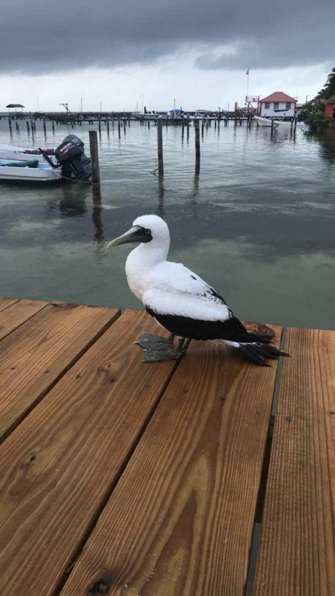 Masked Booby - ML185570021