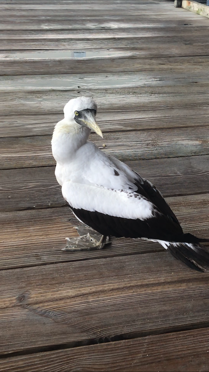 Masked Booby - ML185570061