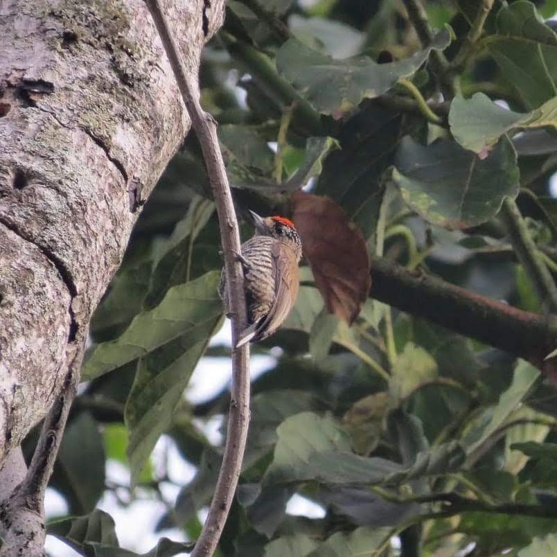 White-barred Piculet - ML185571811
