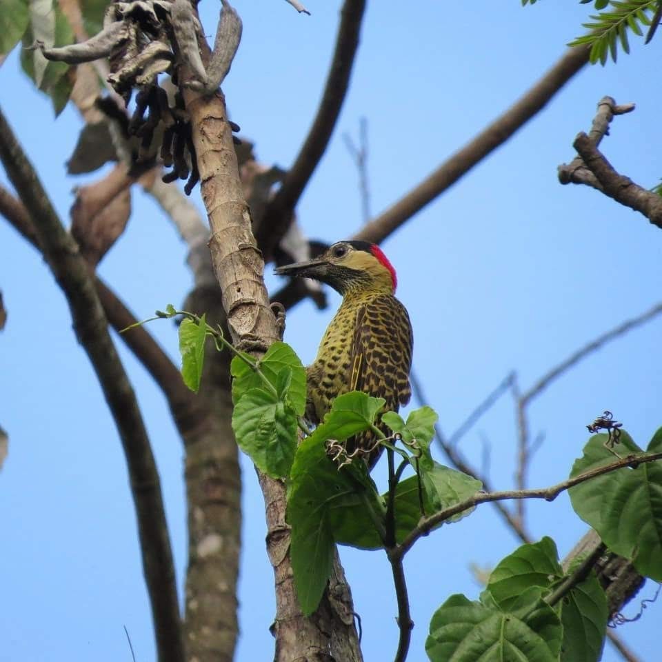 Green-barred Woodpecker - ML185571861