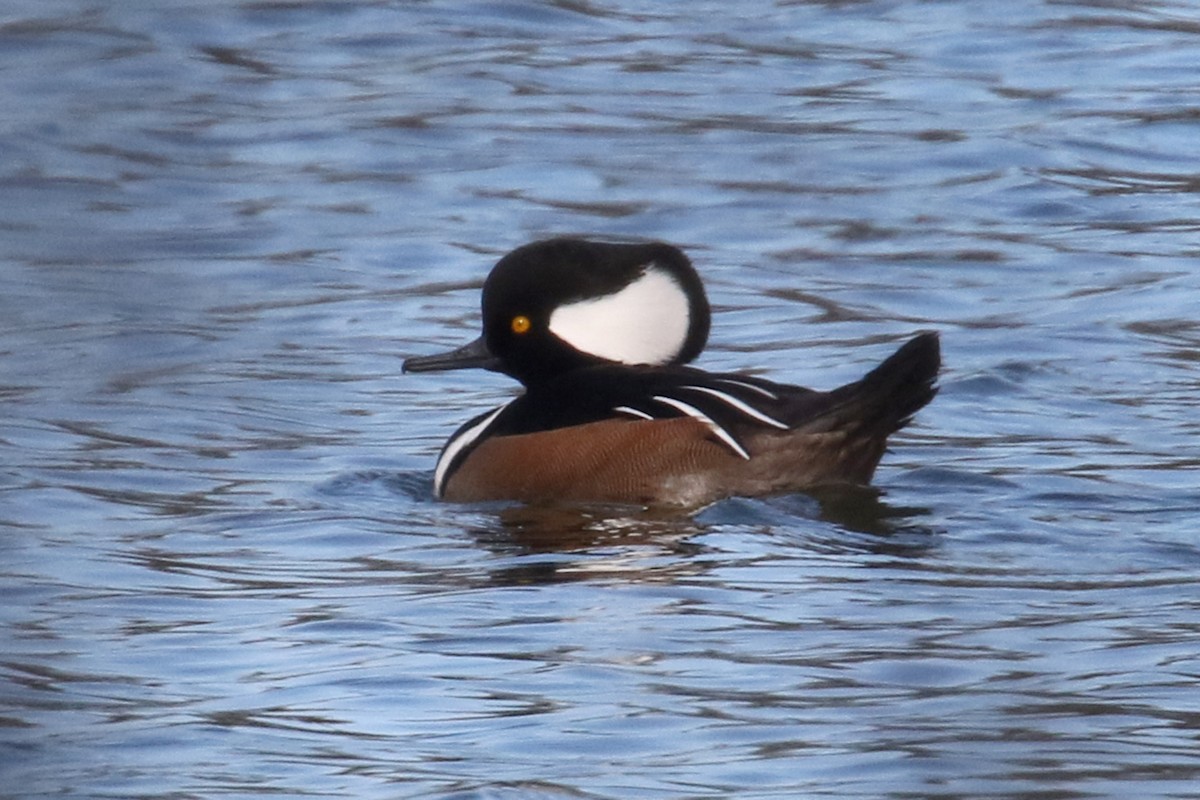 Hooded Merganser - ML185572131