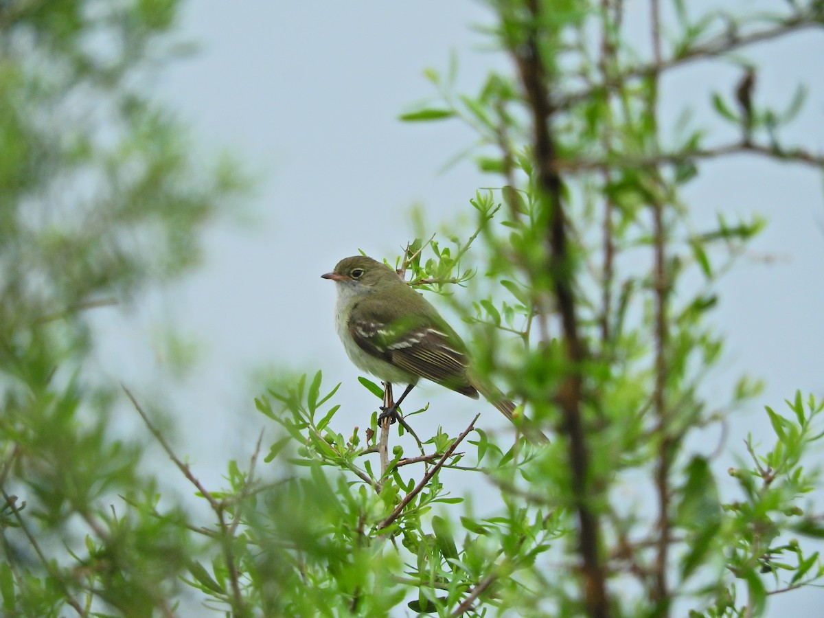 Small-billed Elaenia - ML185572551