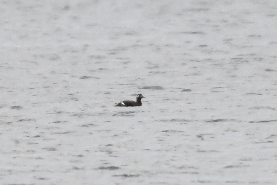 White-winged Scoter - ML185574301