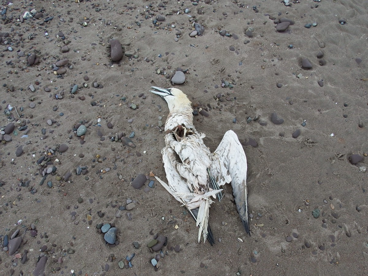 Northern Gannet - ML185575211