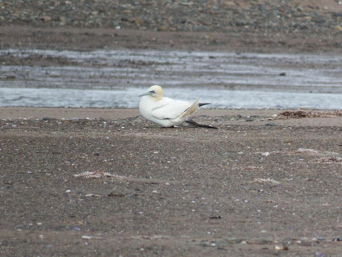 Northern Gannet - ML185575241