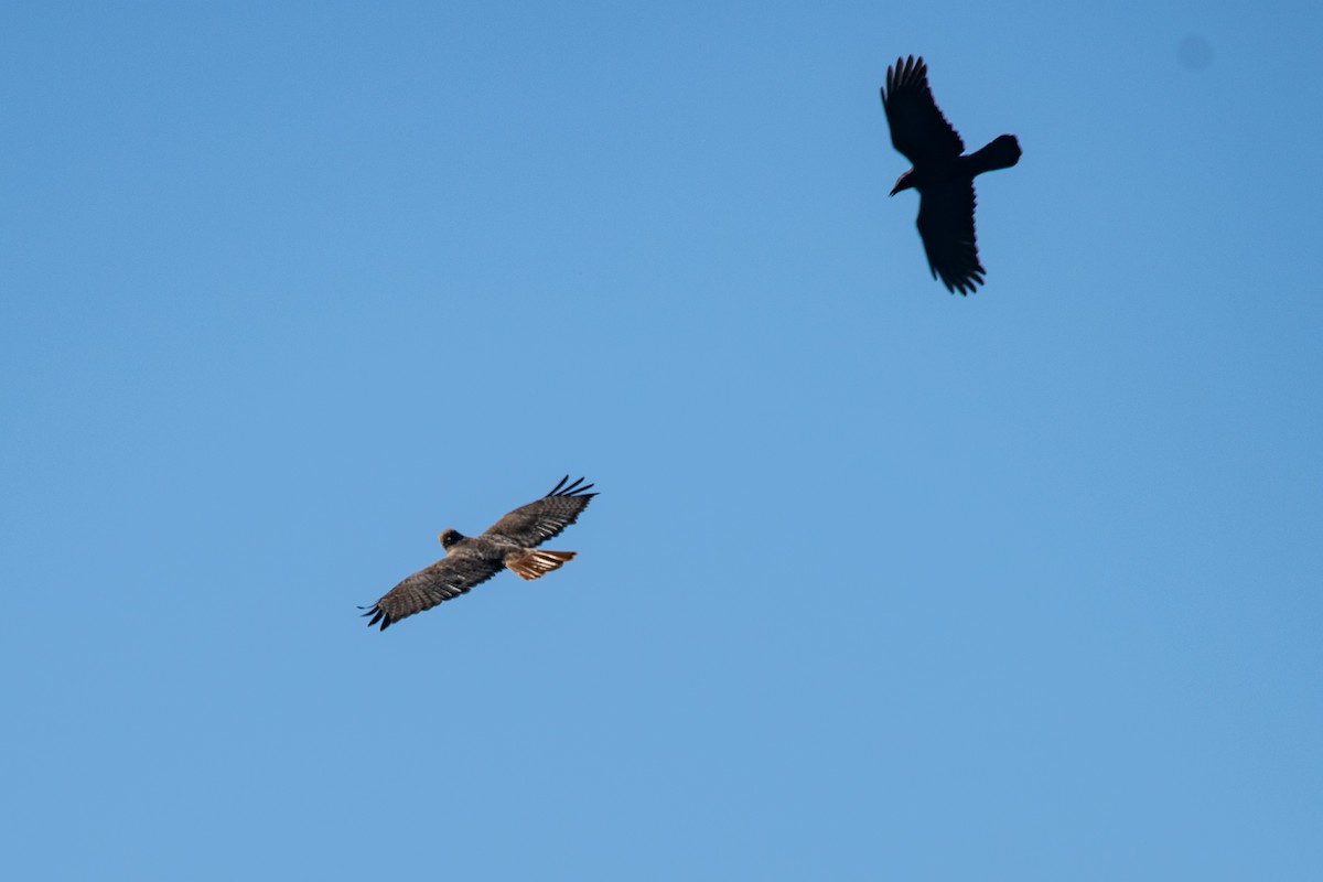 Red-tailed Hawk - Howard Cox