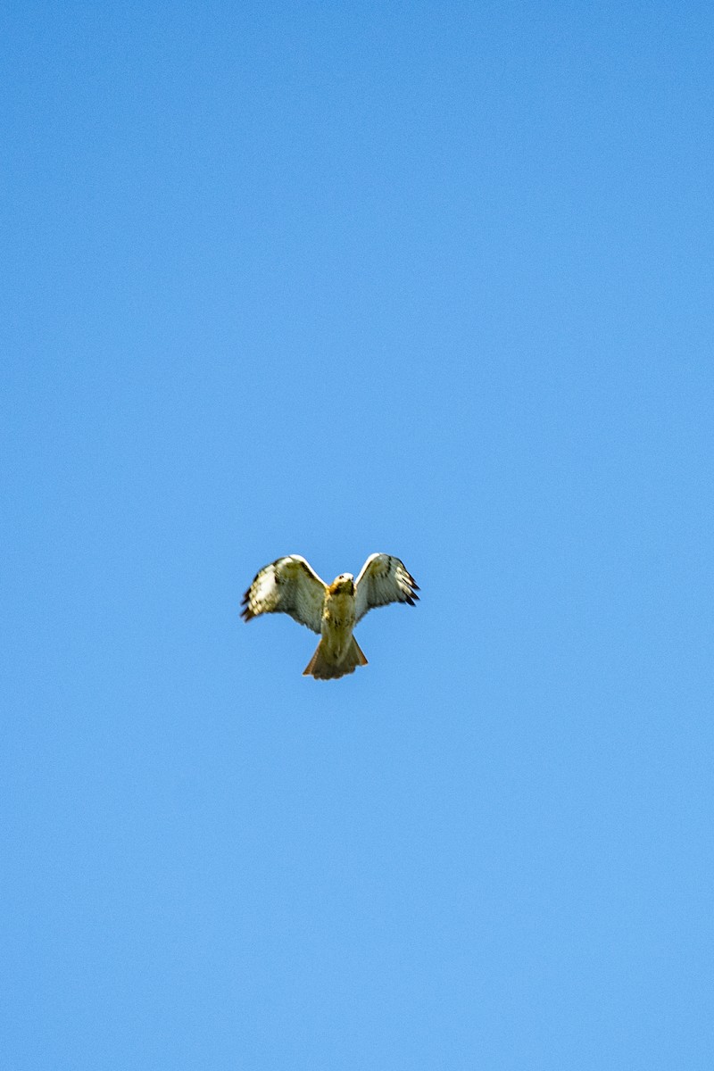 Red-tailed Hawk - Howard Cox