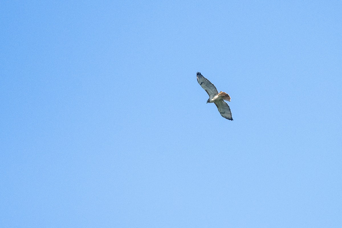 Red-tailed Hawk - Howard Cox