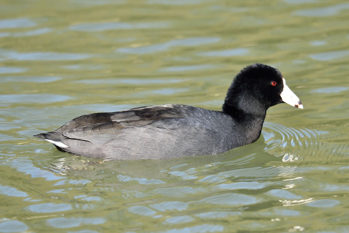 American Coot - ML185576971