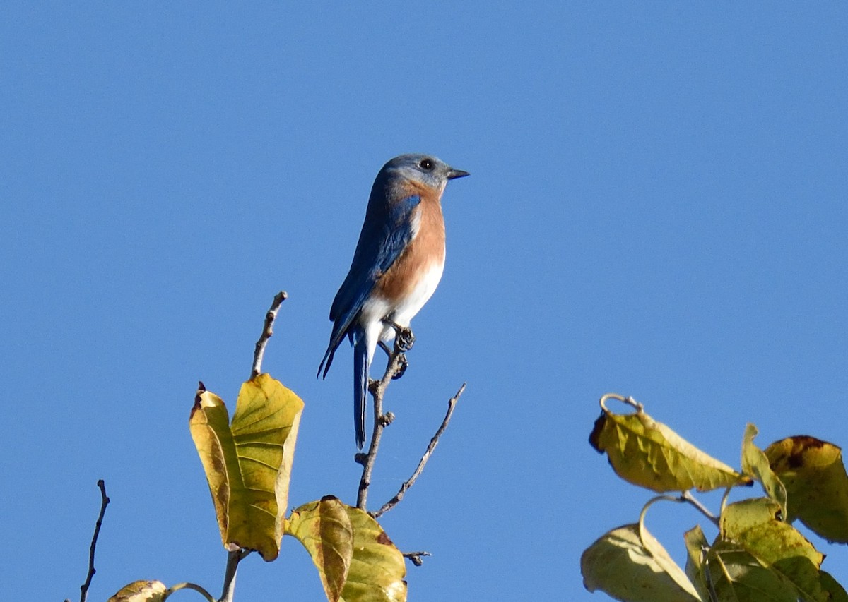 Eastern Bluebird - George Pawlowski