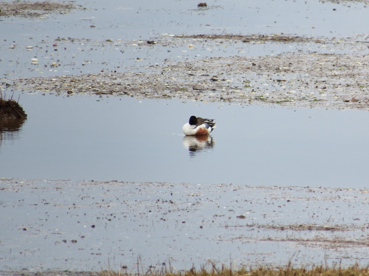 Northern Shoveler - ML185580021