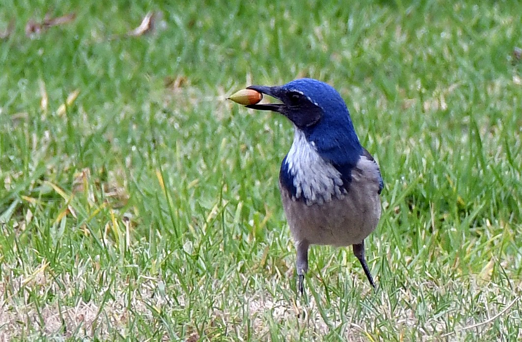 California Scrub-Jay - ML185580311