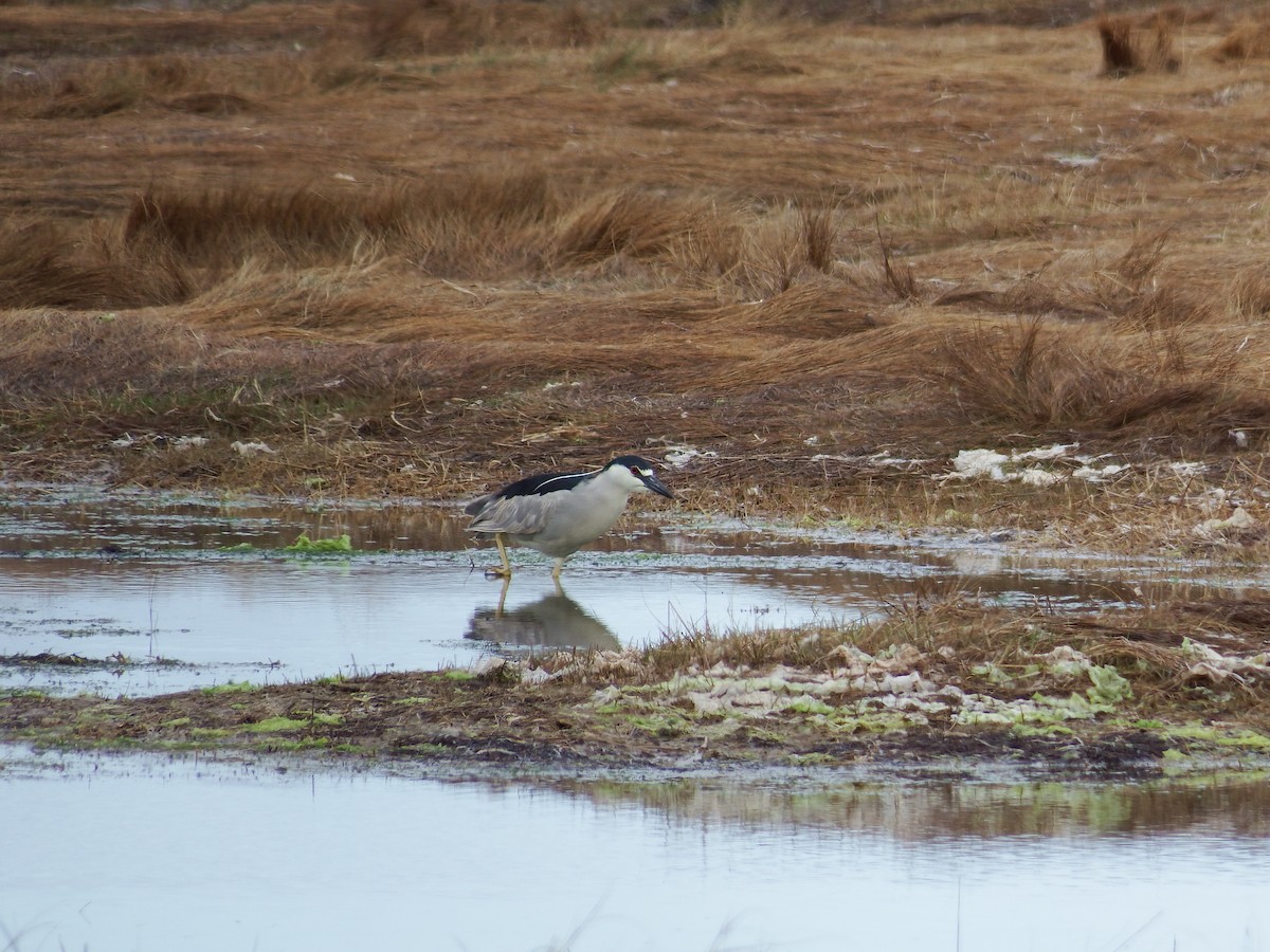 Black-crowned Night Heron - Lewnanny Richardson