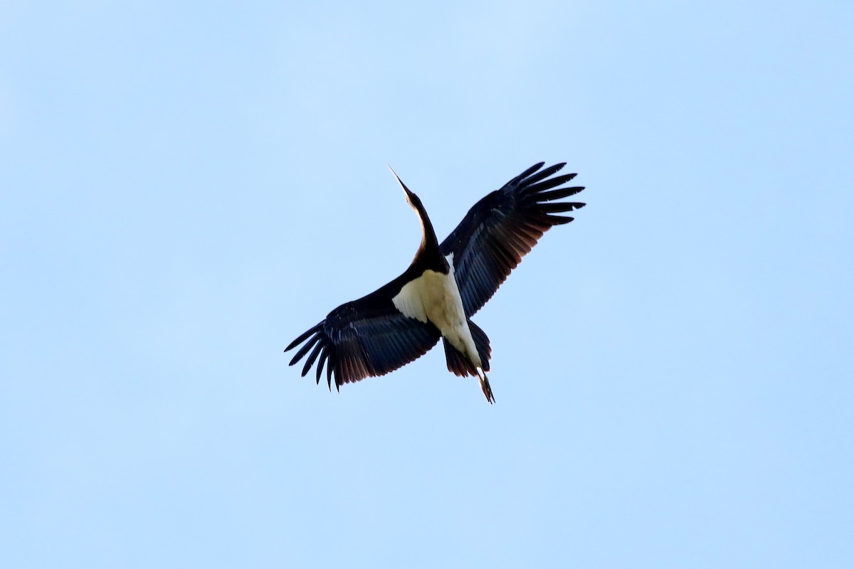 Black Stork - yang yi hsien
