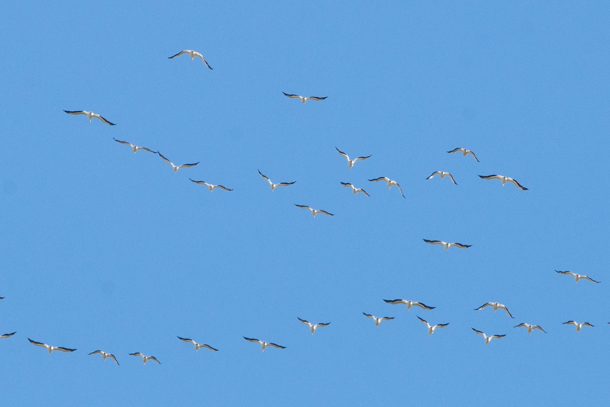 American White Pelican - Cameron G Johnson