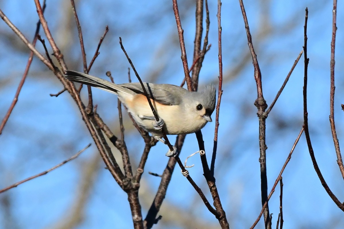 Tufted Titmouse - ML185581411