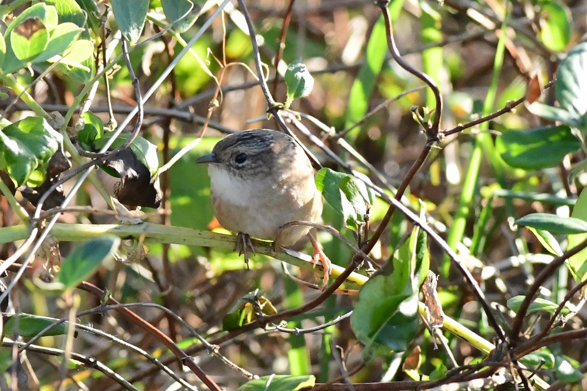 Sedge Wren - ML185581521