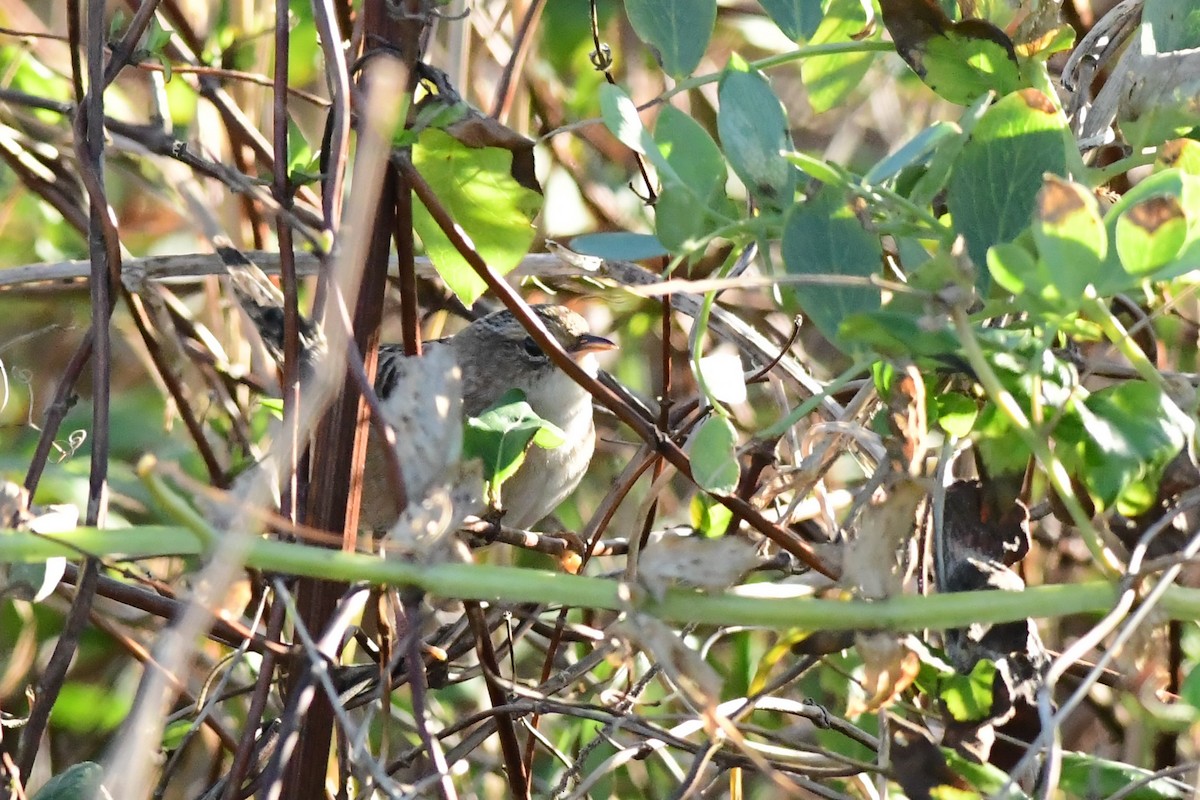 Sedge Wren - ML185581531