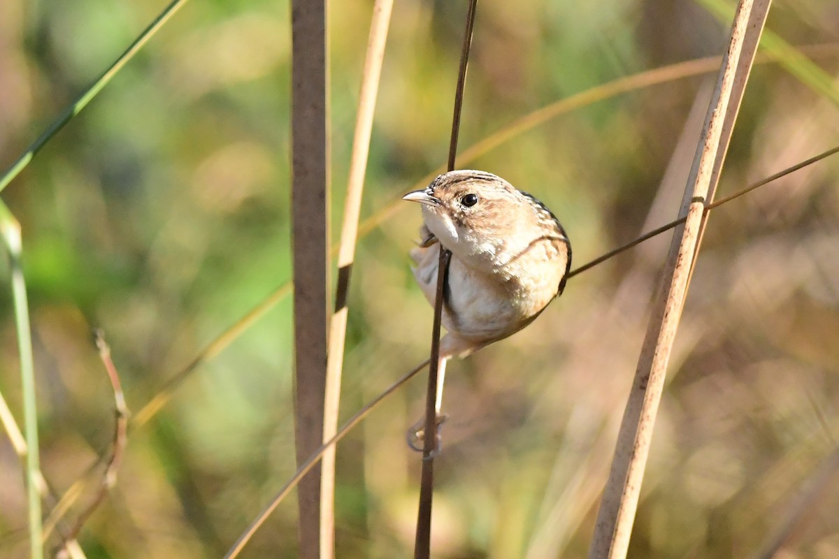 Sedge Wren - ML185581541