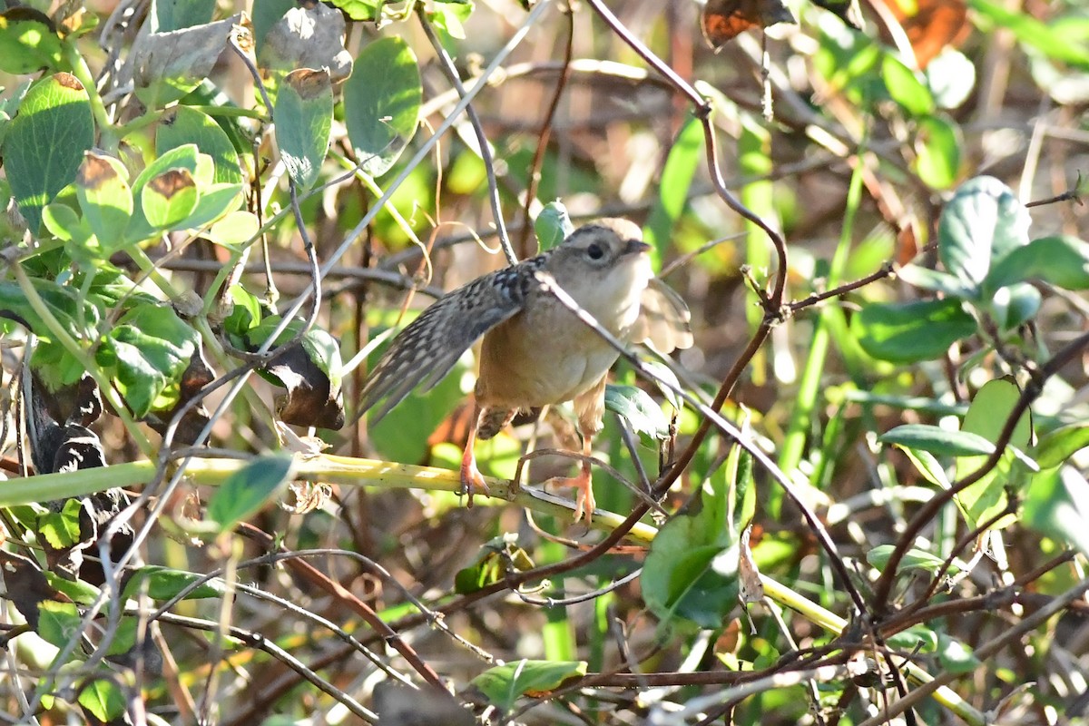 Sedge Wren - ML185581561