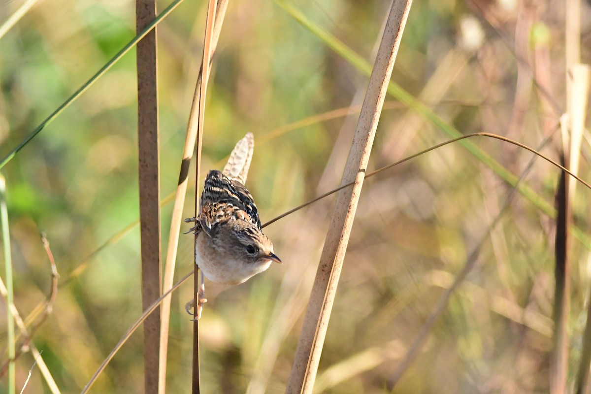 Sedge Wren - ML185581571