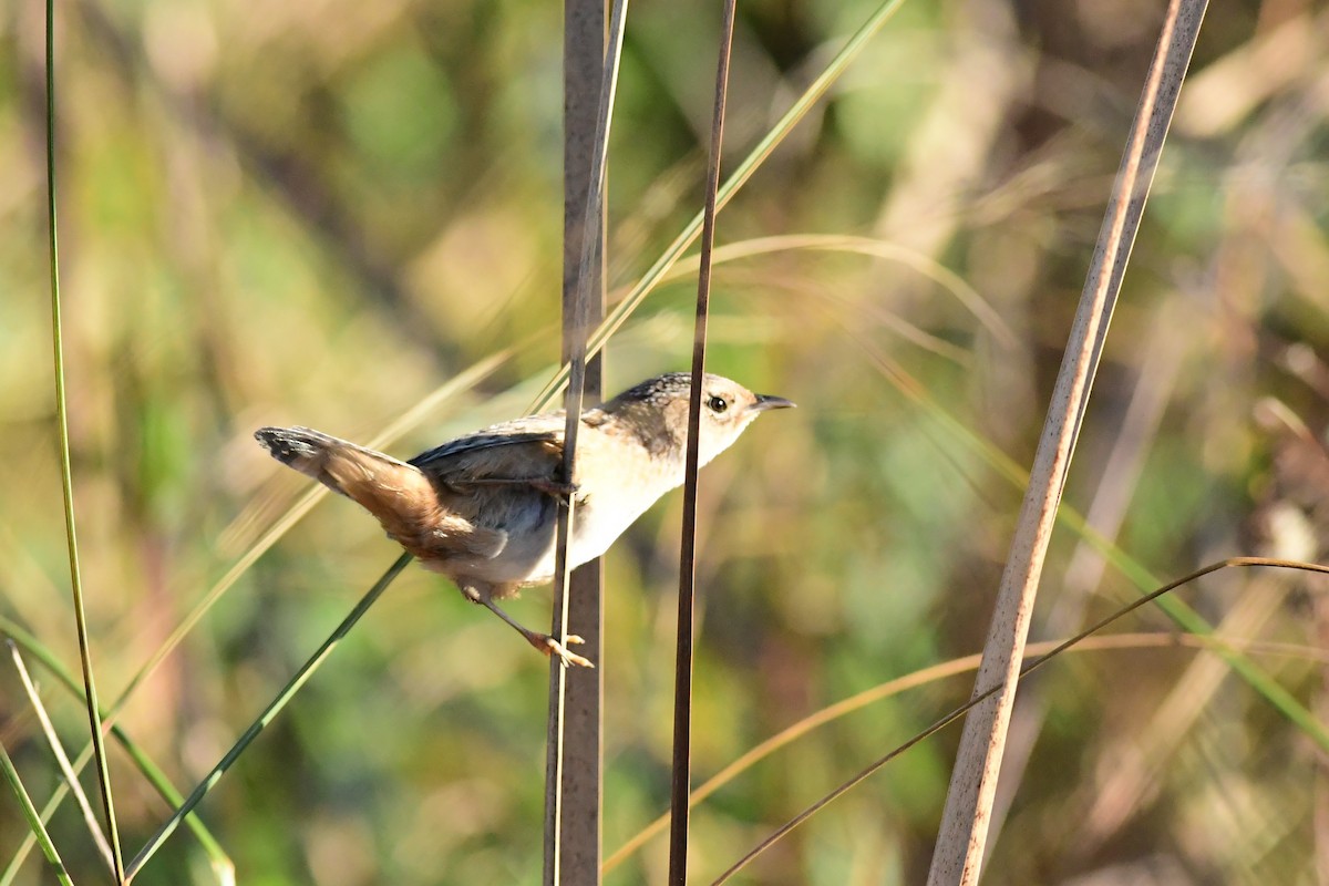 Sedge Wren - ML185581581