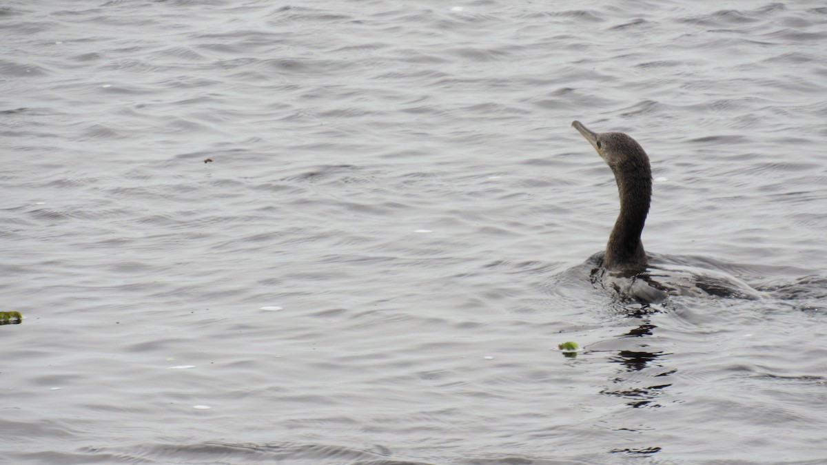 Neotropic Cormorant - ML185581901