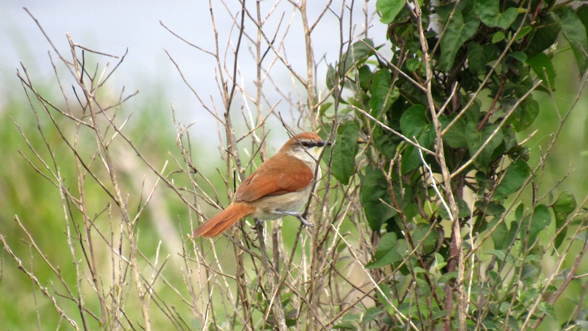 Yellow-chinned Spinetail - Luis  Weymar Junior