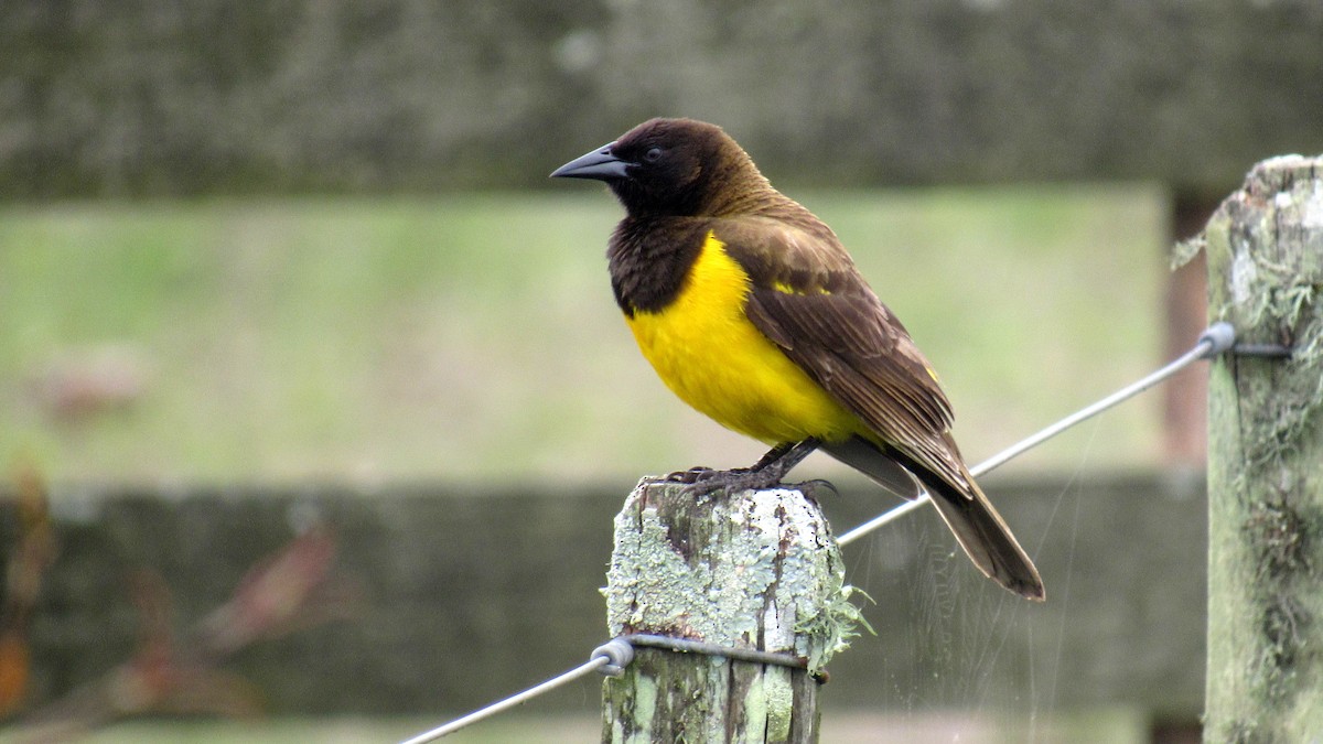 Tordo Pechiamarillo - ML185582391