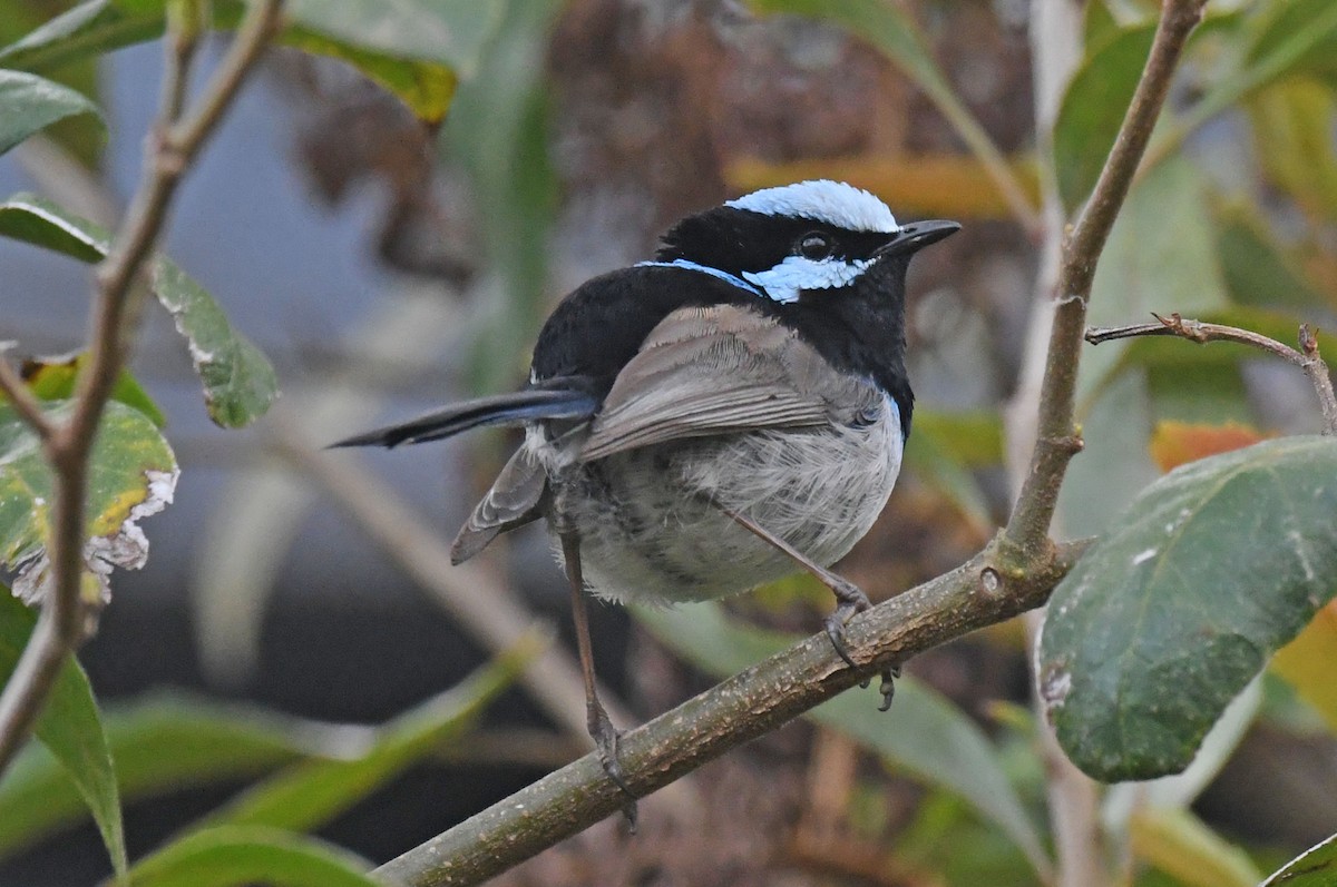 Superb Fairywren - ML185582651