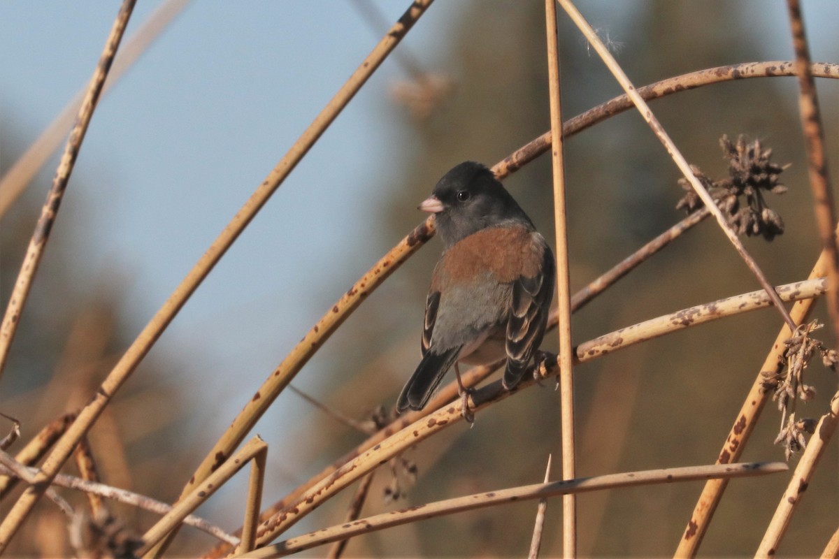 Dark-eyed Junco - ML185584471