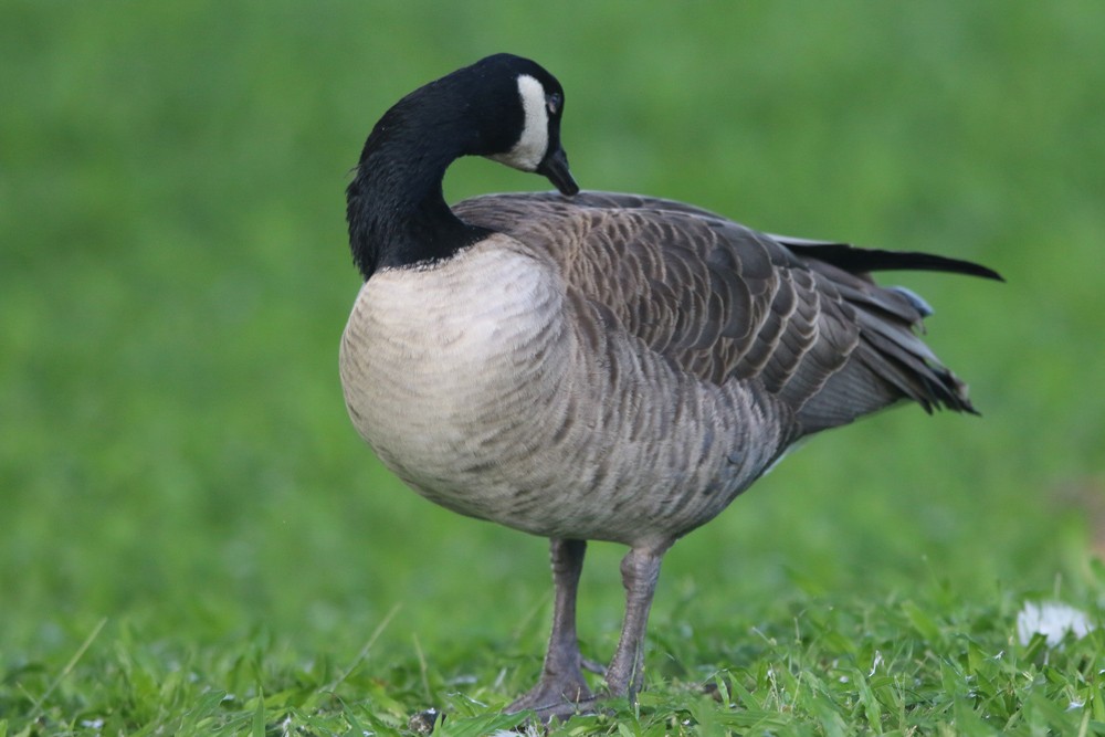 Canada Goose - ML185586281