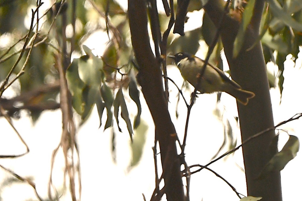 Black-headed Honeyeater - Gerald Friesen