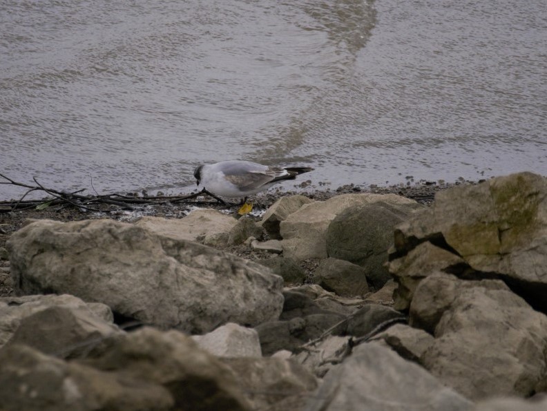 Franklin's Gull - Ted 🦃