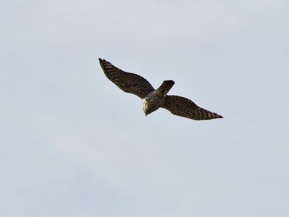 American Goshawk - ML185587191