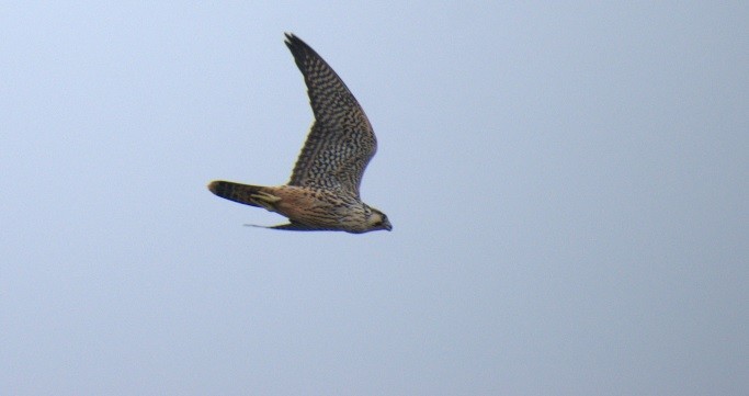 Aplomado Falcon - ML185588921