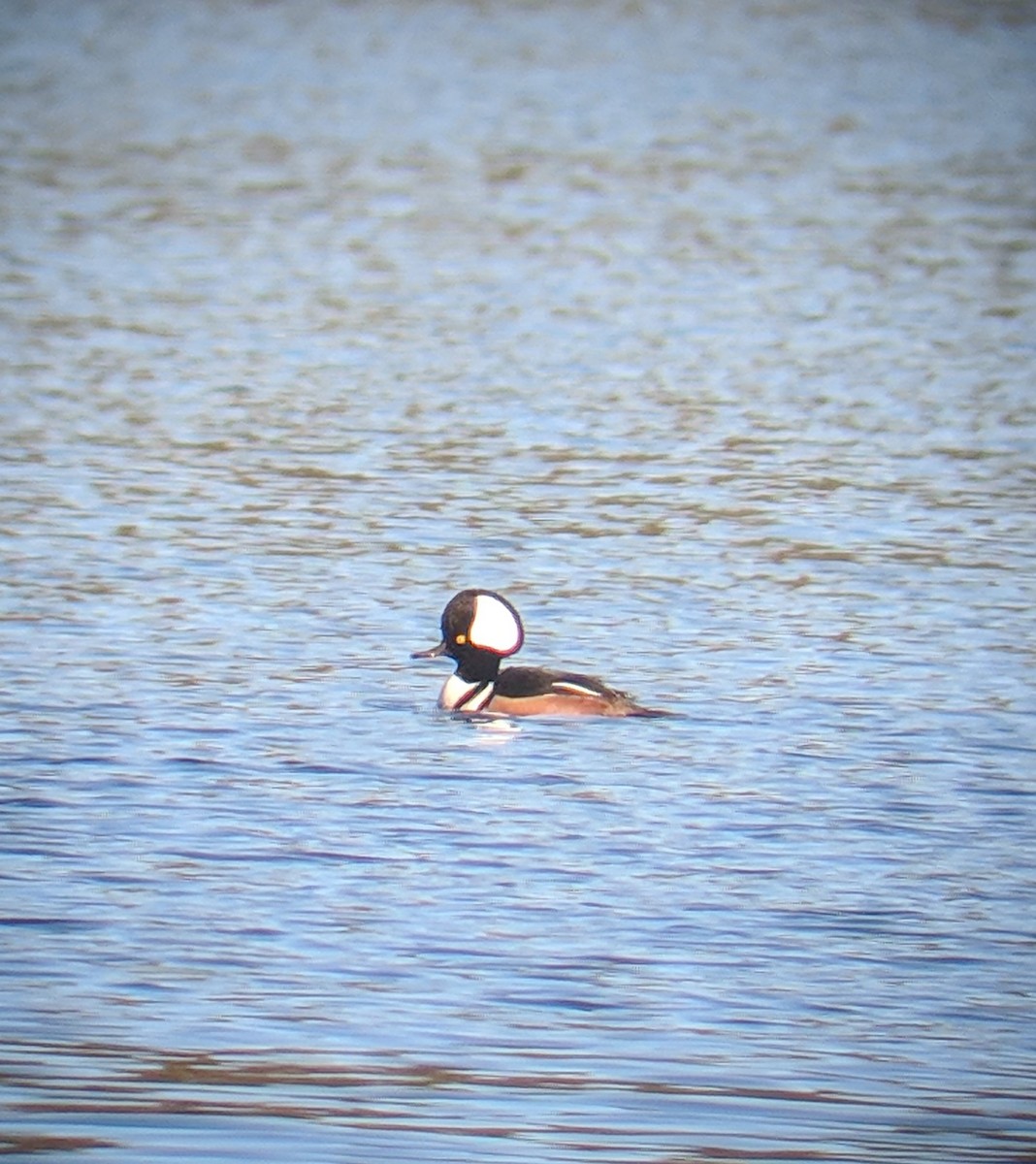 Hooded Merganser - ML185589261