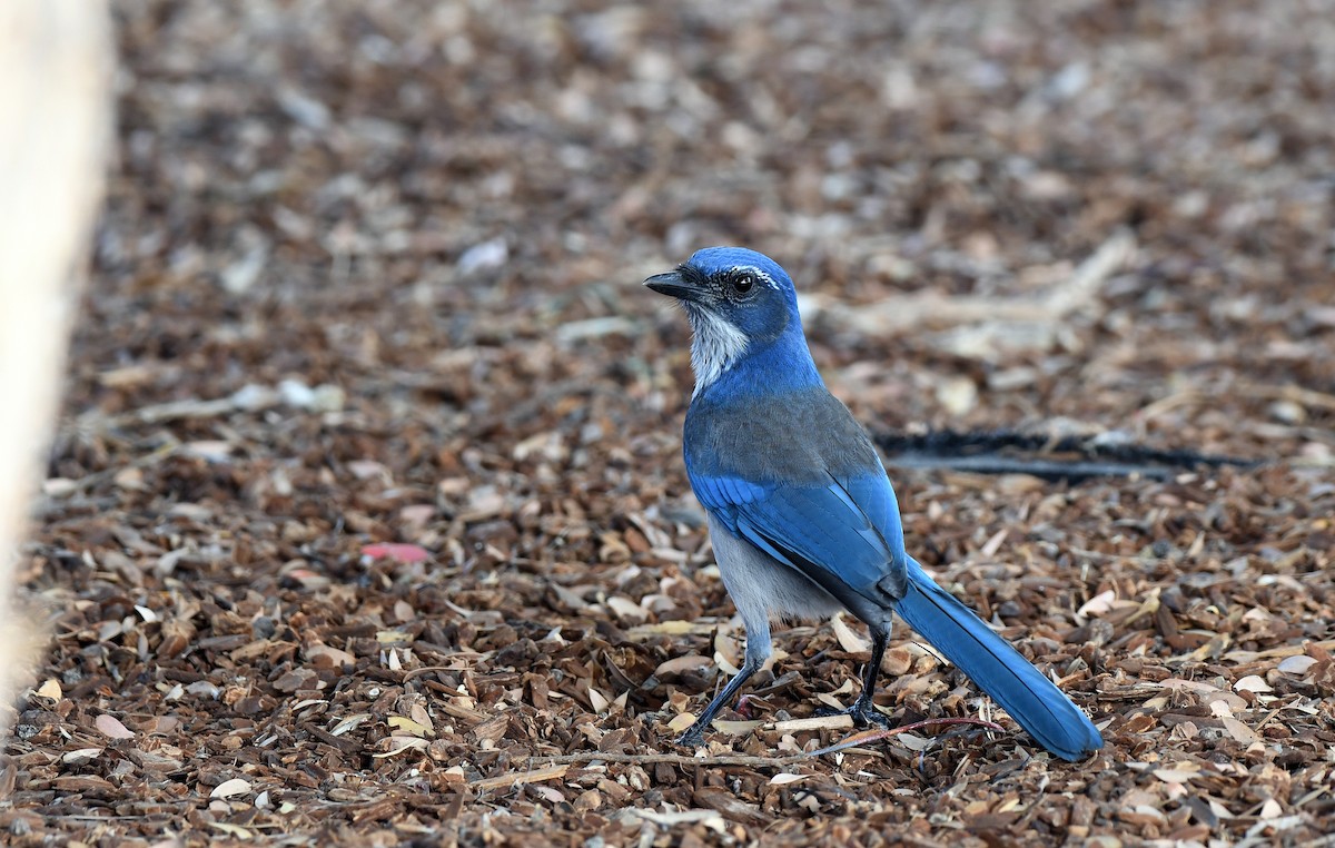 California Scrub-Jay - ML185589431