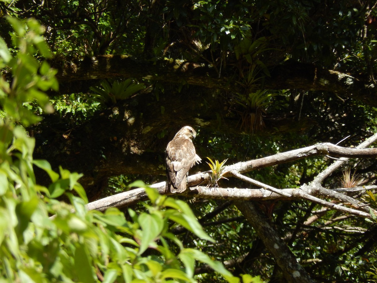 Broad-winged Hawk - ML185589981