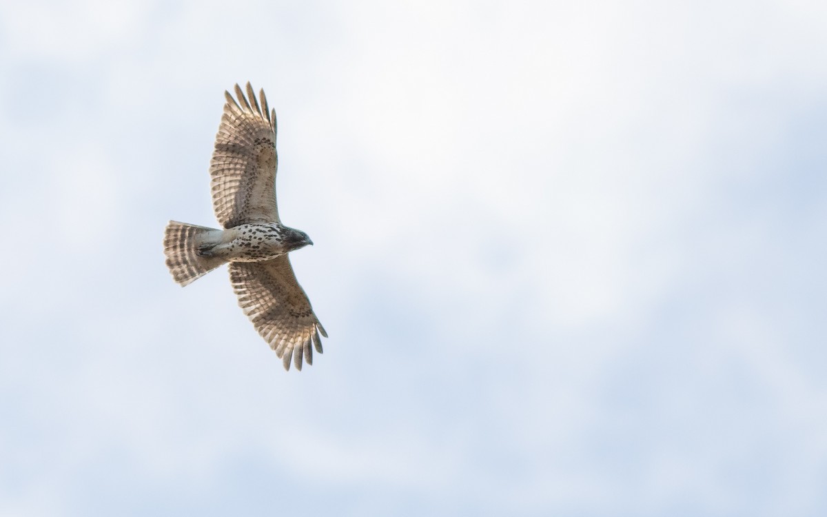 Red-shouldered Hawk (lineatus Group) - ML185590001