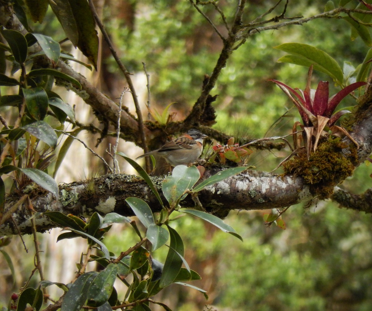 Rufous-collared Sparrow - ML185591151